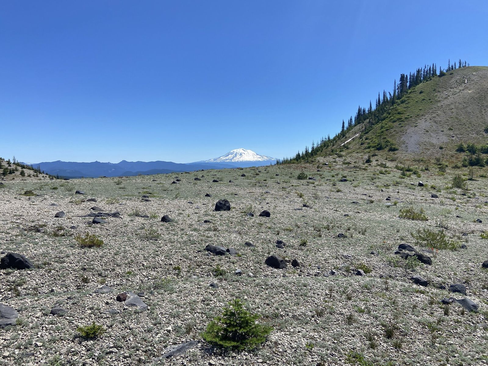 Pumice ridge near Ape Canyon at Mount St. Helens, with a snow-capped Mount Adams on the horizon
