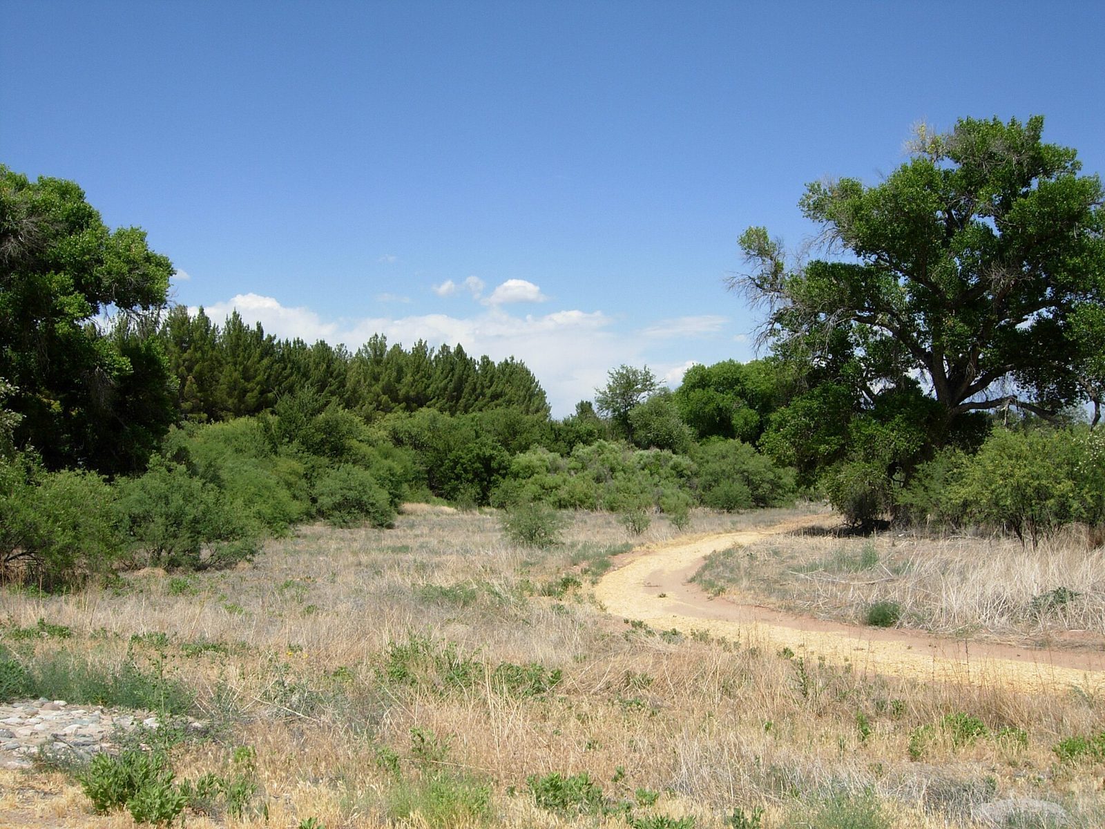 A dirt trail curving through dry grassland toward tall green cottonwoods and dark conifers under a clear blue sky.