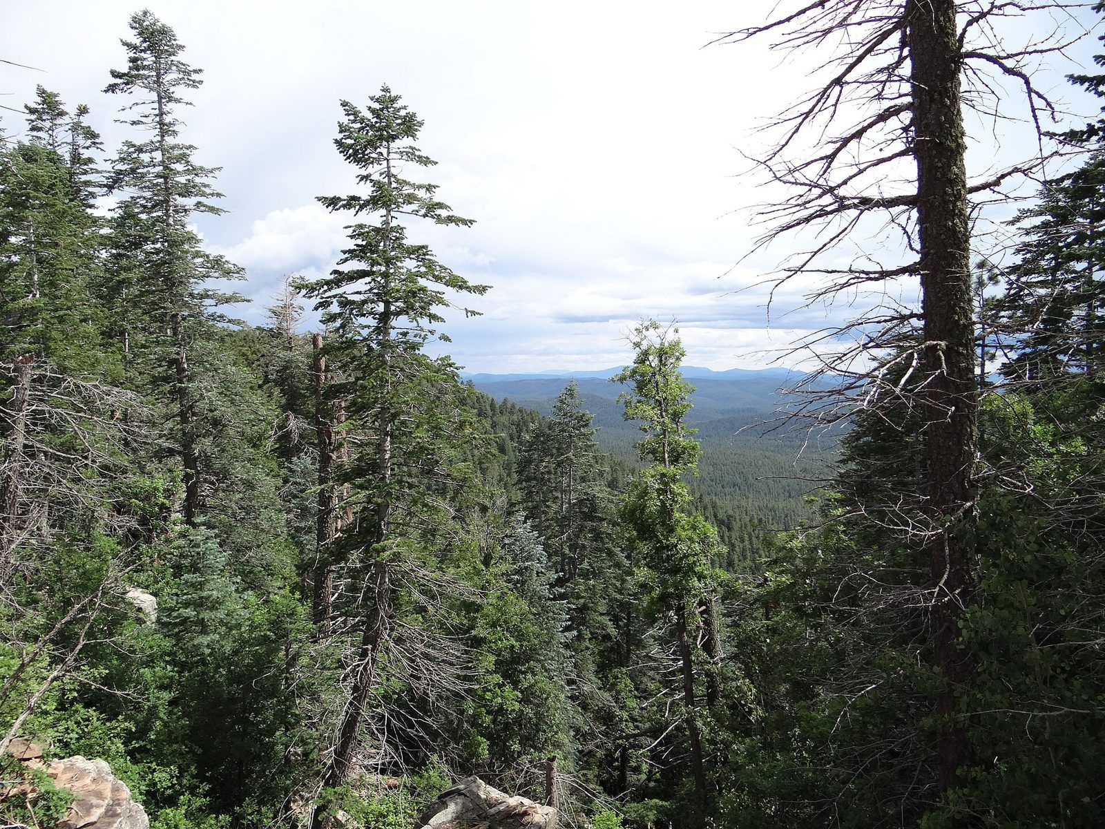 Tall pines and firs at the edge of a forested escarpment, looking out over miles of green forest and distant blue ridges under a cloudy sky.