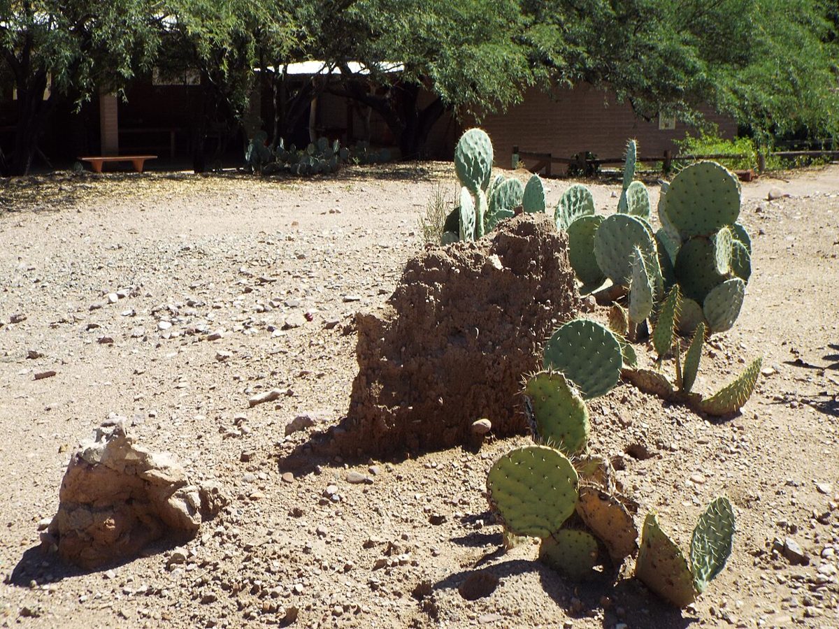A weathered adobe wall remnant on bare gravel ground, with prickly-pear cactus beside it and mesquite trees and a low building behind.